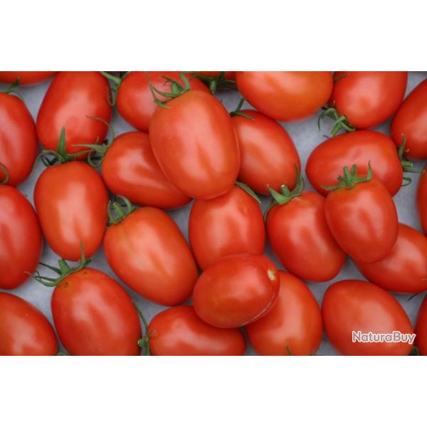 Lot de 100 Graines de Tomate Roma - Varit Vigoureuse et Productive - Chair Ferme & Douce