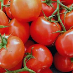Lot de 100 Graines de Tomate Saint Pierre - Ancienne Variété Ferme et Savoureuse