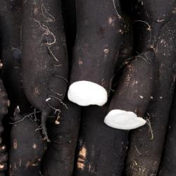 Lot de 500 Graines de Radis Rave Noir Gros Long D'Hiver - longue racine - chair blanche et ferme