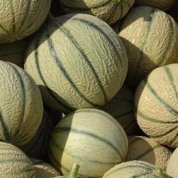 Lot de 50 Graines de Melon Charentais - Variété Française - Très Sucrée et Parfumée