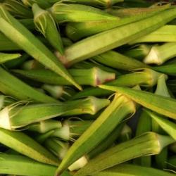 Lot de 50 Graines de Gombo (Okra) Clemson Spineless - Plante sans Epines - Facile de Culture