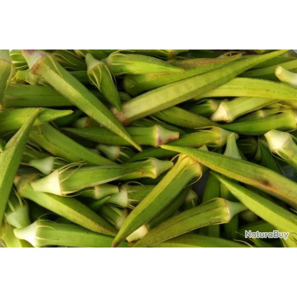 Lot de 50 Graines de Gombo (Okra) Clemson Spineless - Plante sans Epines - Facile de Culture