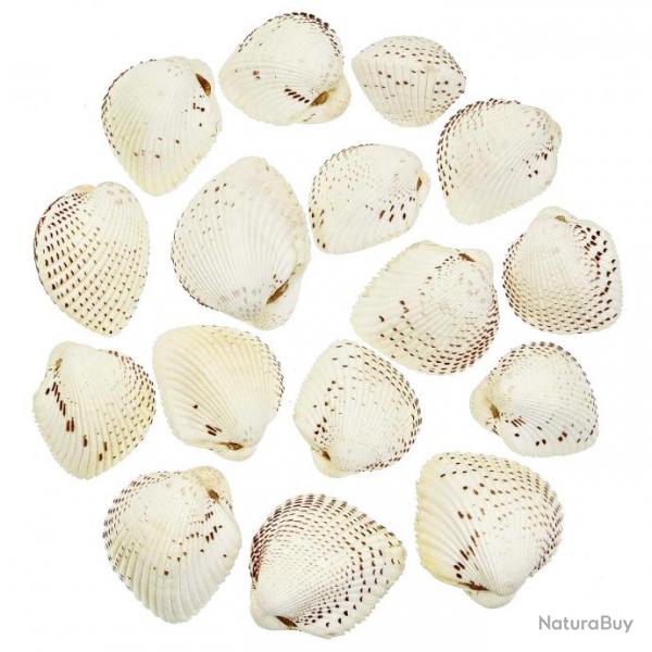 Coquillages cardium unedo entiers - 3  4 cm - Lot de 5