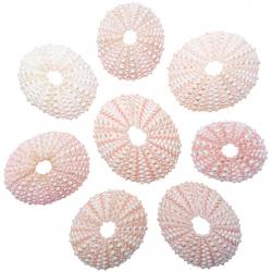 Tests d'oursins blancs roses - 3 à 5 cm - Lot de 5