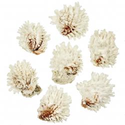 Coquillages chama lazarus entiers - 6 à 9 cm - A l'unité