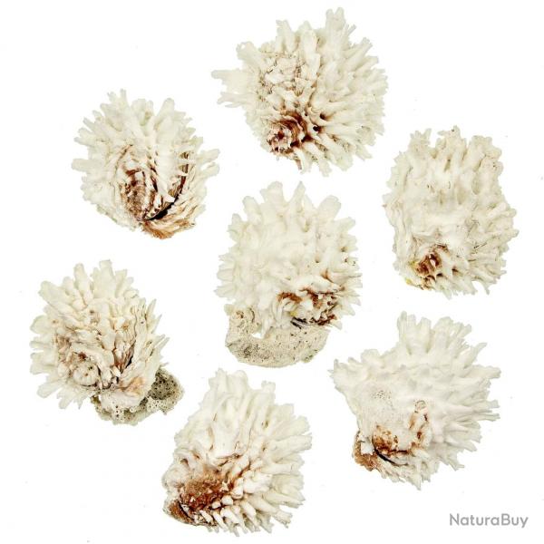 Coquillages chama lazarus entiers - 6  9 cm - A l'unit