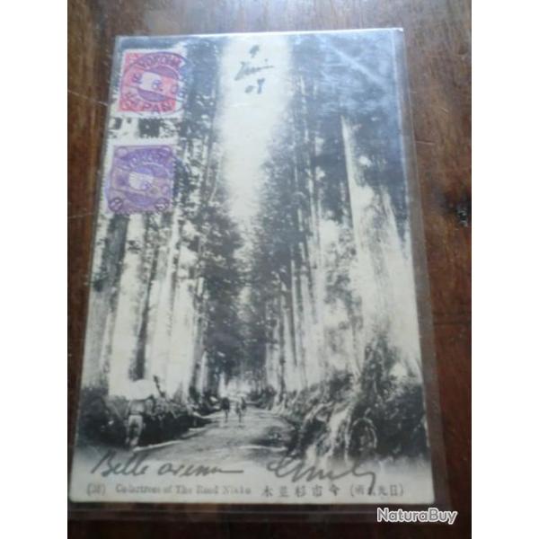 CP    JAPON   CEDARTREES OF THE ROAD NIKKO