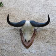 Véritable corne de springbok femelle chasse trophée taxidermie Prix pour 1 corne 
