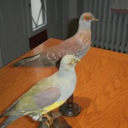 pigeon à épaulettes violette et pigeon vert