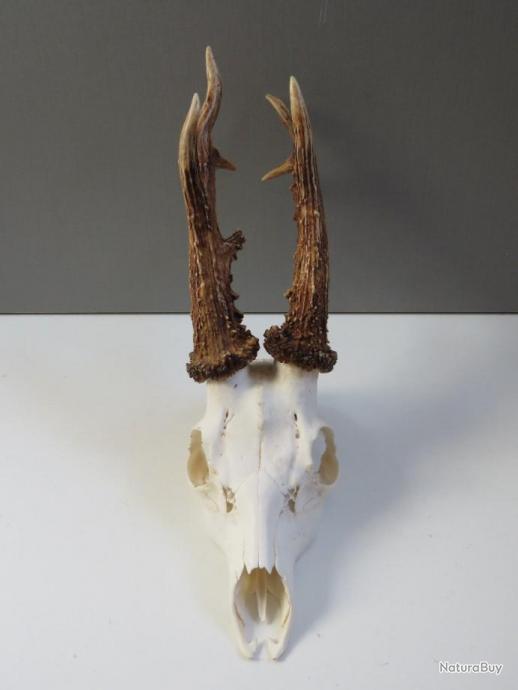 Joli copie d'un fusain  brocard chasse trophée taxidermie roe deer hunting 