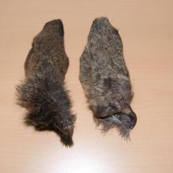 Montage mouche, 2 oreilles de chevreuil