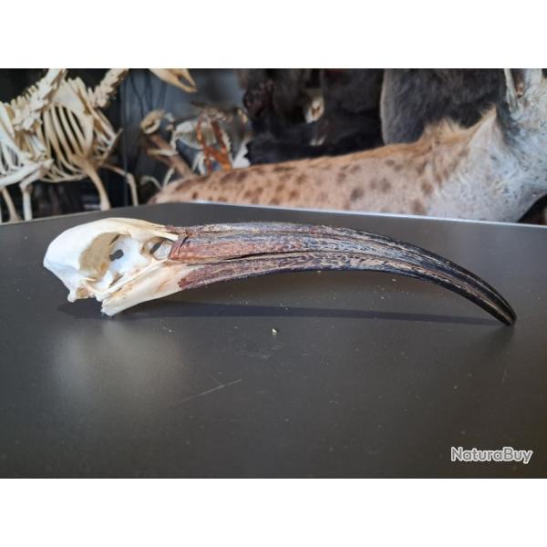 Crne d' Ibis sacr ; Threskiornis aethiopicus #4