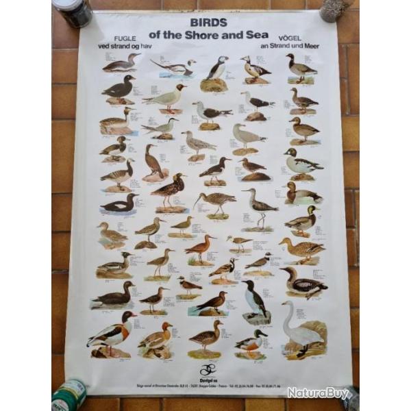 Jolie Affiche oiseaux de mer bon tat