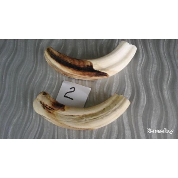 Tres vieilles bananes emoussees burkina