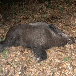 suite à une reprise de 600 hectares plan de chasse sanglier chevreuil cerf massif de 75000 hectares