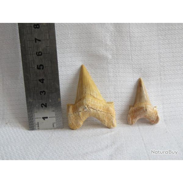 Lot de 2 belles dents fossile de requin Otodus obliquus  Origine Maroc aucune restauration