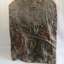 Magnifique plaque de mortalité crinoida 28.5 X 20 X 3.2 CM fossile