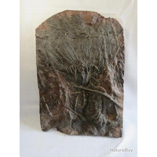 Magnifique plaque de mortalit crinoida 28.5 X 20 X 3.2 CM fossile