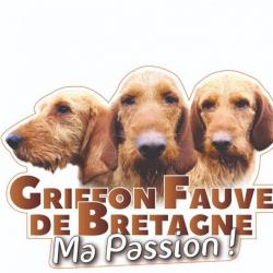 Autocollant "Griffon Fauve de Bretagne Ma Passion"
