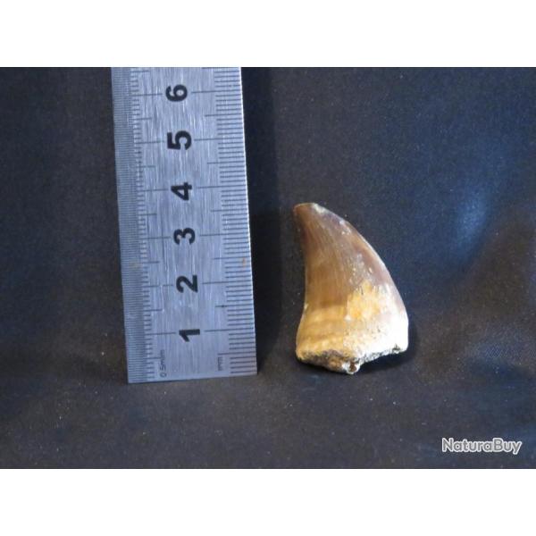 Trs belle dent fossile d'un Mosasaur Origine Maroc aucune restauration