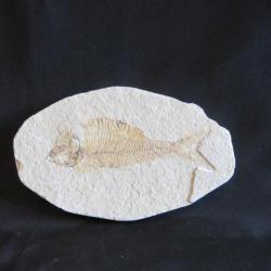 Véritable poisson fossile sur plaque calcaire grande taille