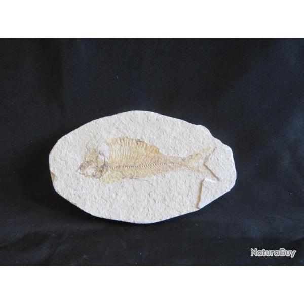 Vritable poisson fossile sur plaque calcaire grande taille
