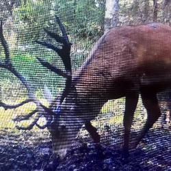 MAGNIFIQUE ACTION DISPONIBLE CHASSE ALSACE BAS RHIN