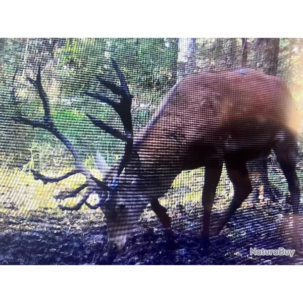 MAGNIFIQUE ACTION DISPONIBLE CHASSE ALSACE BAS RHIN