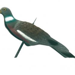 Appelant Pigeon Anglais