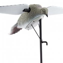Appelant Ailes Tournantes Tourterelles