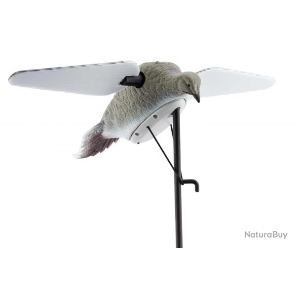 Appelant Ailes Tournantes Tourterelles