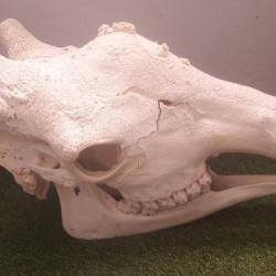 Crâne de Girafe avec CITES d'importation