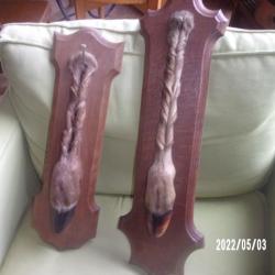 lot de deux pieds d'honneur de cerf sur écussons