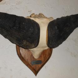 trophée massacre crane de buffle taxidermie chasse déco 3