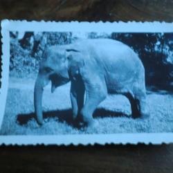 photo  saigon elephant