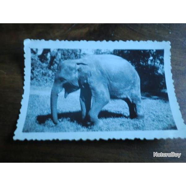 photo  saigon elephant