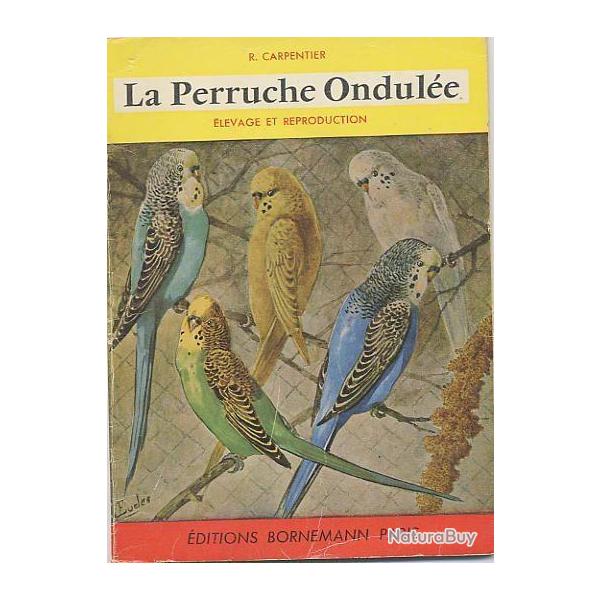 La perruche ondule