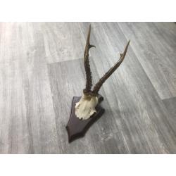 Trophée De Chasse – Massacre Bois Chevreuil Brocard – Cabinet De Curiosités – Occasion