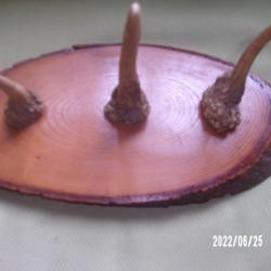 porte manteaux ou chapeaux avec andouillers de cerf