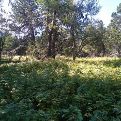 UNIQUE - CARTE PREMIUM TOUTE CHASSE EN ARD&Egrave;CHE !