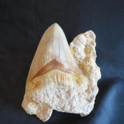 Magnifique dent de mégalodon avec sa matrice naturelle d'indonésie