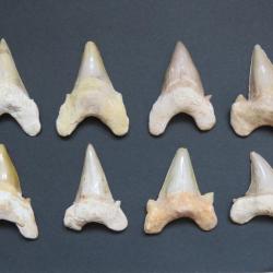 Grande dent fossile de requin Otodus obliquus 6 / 7 cm Origine Maroc " Prix pour une dent "
