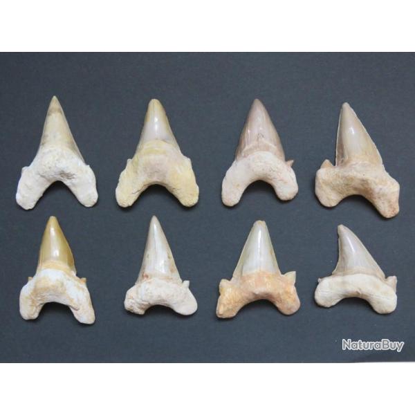 Grande dent fossile de requin Otodus obliquus 6 / 7 cm Origine Maroc " Prix pour une dent "