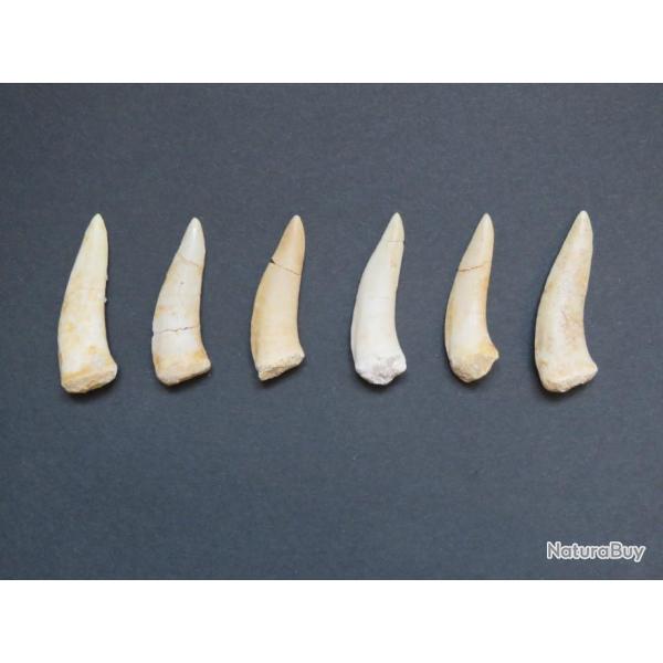 Grande dent fossile de poisson Enchodus 5/6 cm Origine Maroc " Prix pour une dent "