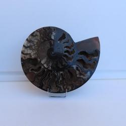 Jolie demi Ammonite noire polie de Madagascar fossile minéraux Diamètre 20 cm  N° 1