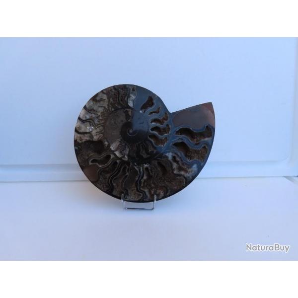 Jolie demi Ammonite noire polie de Madagascar fossile minraux Diamtre 20 cm  N 1