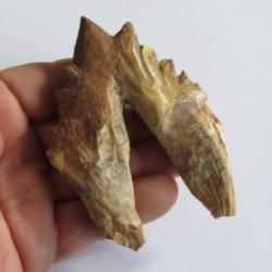 Magnifique grande dent de basilosaurus ancêtres de la baleine Fossile