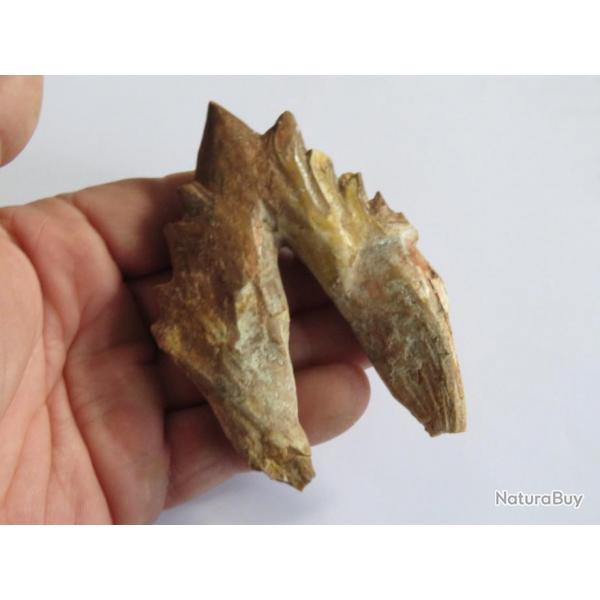 Magnifique grande dent de basilosaurus anctres de la baleine Fossile