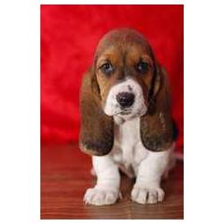 Chiot type basset hound, propre, adorable
