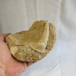 Grande dent fossile de poisson Enchodus avec une partie de mâchoire sur matrice Origine Maroc